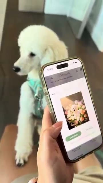 Actual phone preview · IMG_6849, ~11s